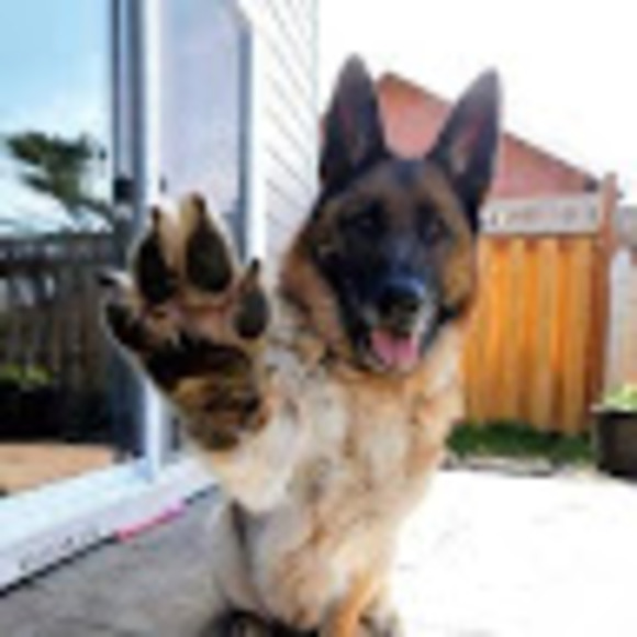 Meet your Posher, Anna - Picture 1 of 1